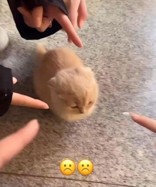 2025 12 05 23 31 141807799461