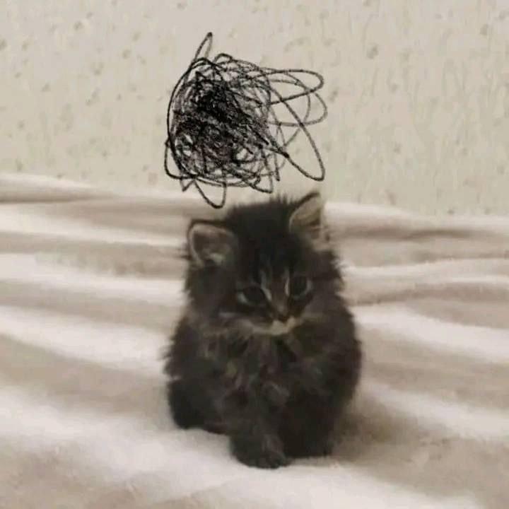 2025 12 05 23 31 491807799461