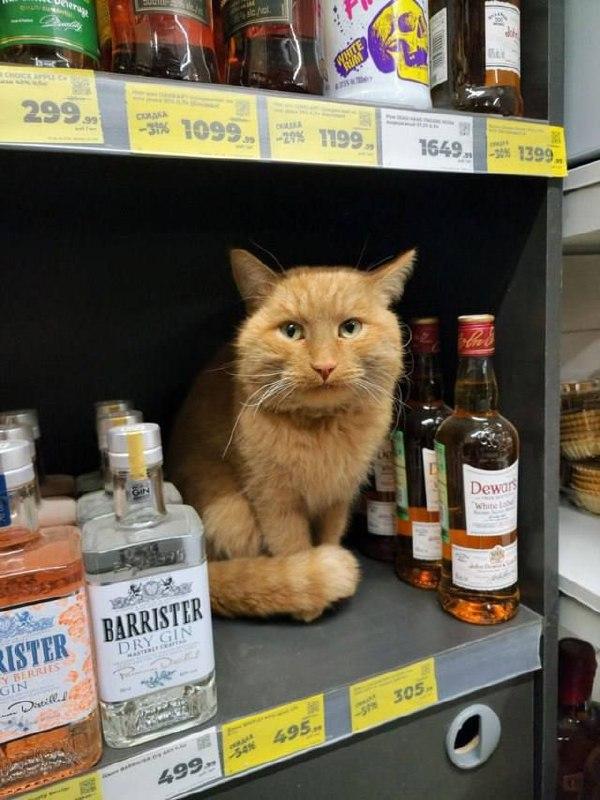 2025 12 09 15 50 471038035009