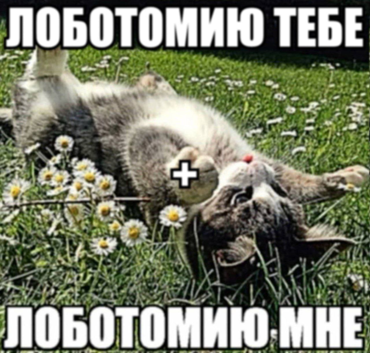 XsvyIptKa U